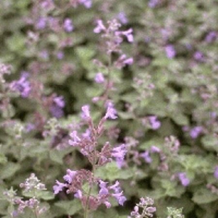 Nepeta faassenii 'Six Hills Giant' C2 - afbeelding 4