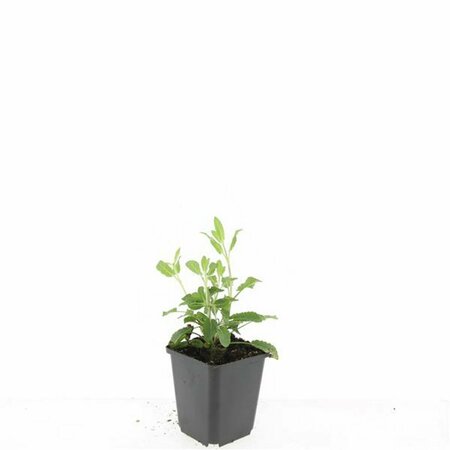 Salvia nemorosa 'Caradonna' C2 - afbeelding 12