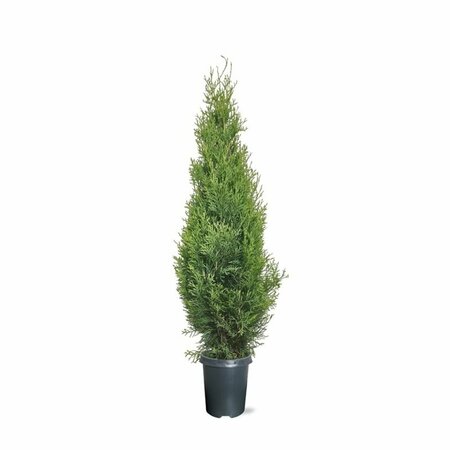 Thuja occidentalis 'Smaragd' 125/150 KL. - afbeelding 2