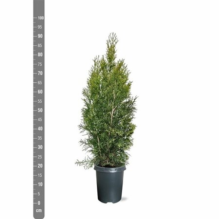 Thuja occidentalis 'Smaragd' 125/150 KL. - afbeelding 6