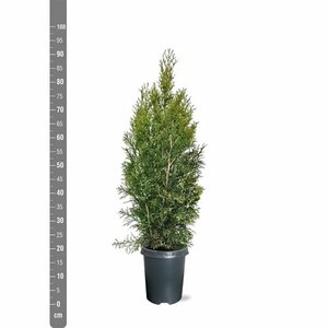 Thuja occidentalis 'Smaragd' 125/150 KL. - afbeelding 6