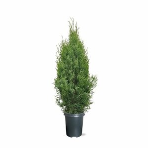 Thuja occidentalis 'Smaragd' 125/150 KL. - afbeelding 4
