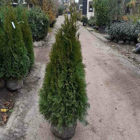 Thuja occidentalis 'Smaragd' 125/150 KL. - afbeelding 12