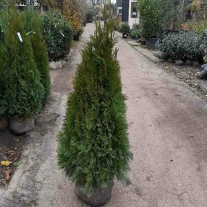 Thuja occidentalis 'Smaragd' 125/150 KL. - afbeelding 12