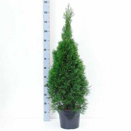 Thuja occidentalis 'Smaragd' 125/150 KL. - afbeelding 3