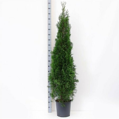 Thuja occidentalis 'Smaragd' 125/150 KL. - afbeelding 7