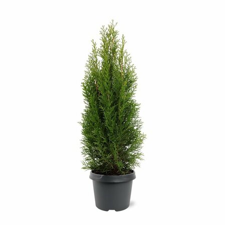 Thuja occidentalis 'Smaragd' 125/150 KL. - afbeelding 9