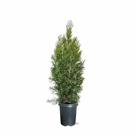 Thuja occidentalis 'Smaragd' 125/150 KL. - afbeelding 5