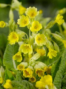 Primula veris P9 - afbeelding 4