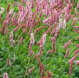 Persicaria affinis 'Superba' P9 - afbeelding 2