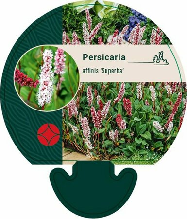 Persicaria affinis 'Superba' P9 - afbeelding 1