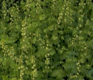 Tellima grandiflora P9