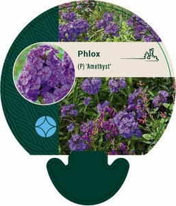 Phlox paniculata 'Amethyst' P9