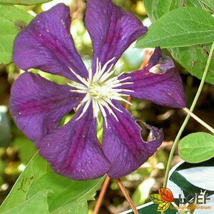 Clematis viticella 'Etoile Violette' C2