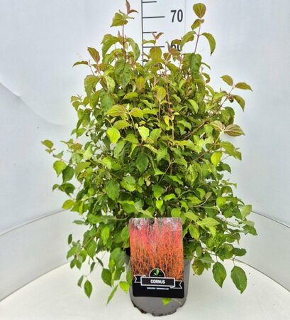 Cornus sanguinea 'Midwinter Fire' 30/40 C. - afbeelding 14