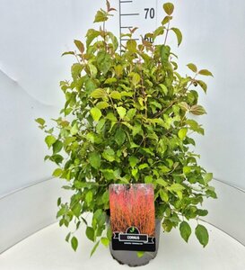 Cornus sanguinea 'Midwinter Fire' 30/40 C. - afbeelding 14