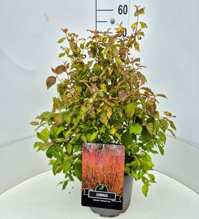 Cornus sanguinea 'Midwinter Fire' 30/40 C. - afbeelding 3