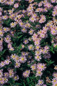 Aster ageratoides 'Asran' P9 - afbeelding 2