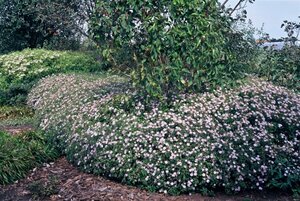 Aster ageratoides 'Asran' P9 - afbeelding 19