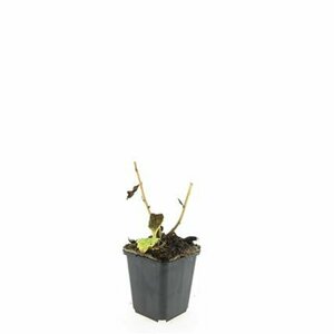 Aster ageratoides 'Asran' P9 - afbeelding 13