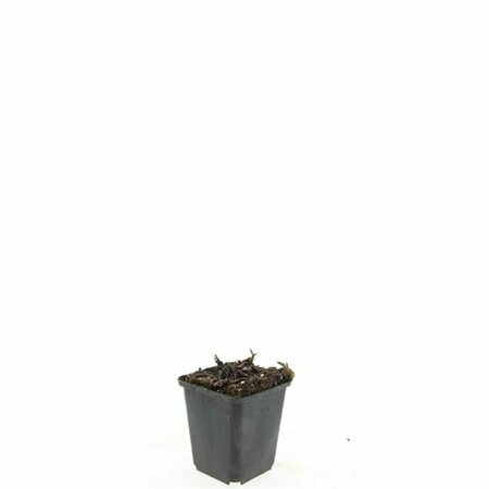 Aster ageratoides 'Asran' P9 - afbeelding 6
