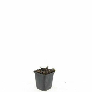 Aster ageratoides 'Asran' P9 - afbeelding 6