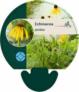 Echinacea paradoxa P9 - afbeelding 4