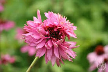 Echinacea purpurea 'Double-Decker' P9 - afbeelding 1