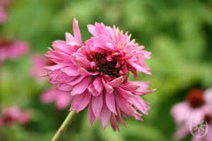 Echinacea purpurea 'Double-Decker' P9