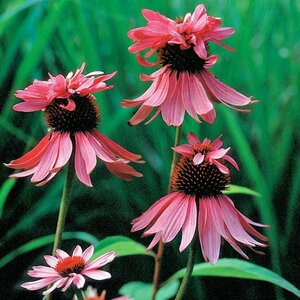 Echinacea purpurea 'Double-Decker' P9 - afbeelding 2