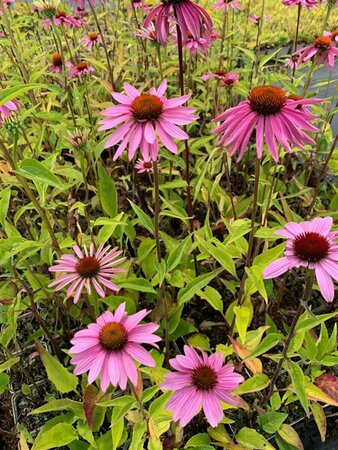 Echinacea purpurea 'Double-Decker' P9 - afbeelding 3