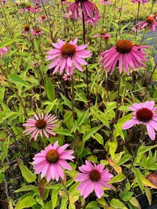 Echinacea purpurea 'Double-Decker' P9 - afbeelding 3