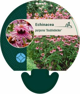 Echinacea purpurea 'Double-Decker' P9 - afbeelding 4