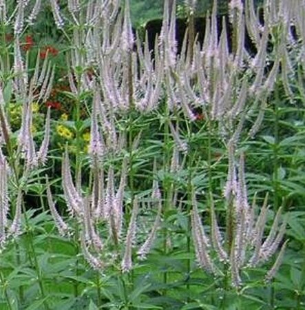 Veronicastrum virginicum 'Roseum' P9 - afbeelding 2
