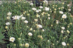 Aster alpinus 'Albus' P9