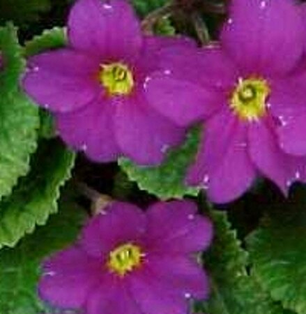 Primula (J) 'Wanda' P9 - afbeelding 2