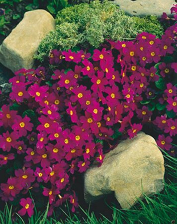 Primula (J) 'Wanda' P9 - afbeelding 3