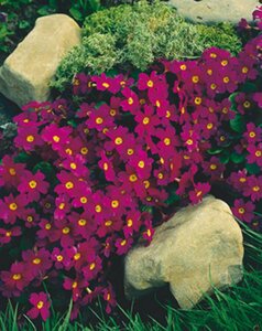 Primula (J) 'Wanda' P9 - afbeelding 3