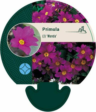 Primula (J) 'Wanda' P9 - afbeelding 1