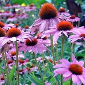 Echinacea purpurea 'Rubinstern' P9