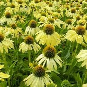 Echinacea purpurea 'Sunrise' P9 - afbeelding 2