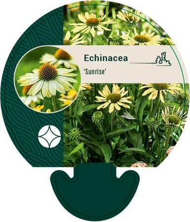 Echinacea purpurea 'Sunrise' P9 - afbeelding 5