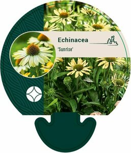 Echinacea purpurea 'Sunrise' P9 - afbeelding 5