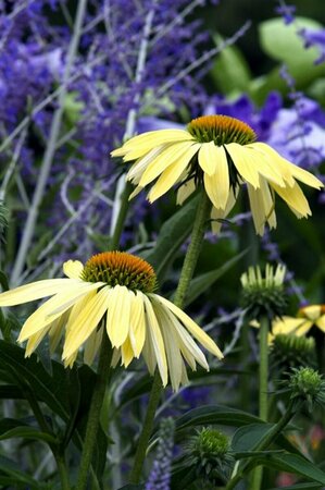 Echinacea purpurea 'Sunrise' P9 - afbeelding 3