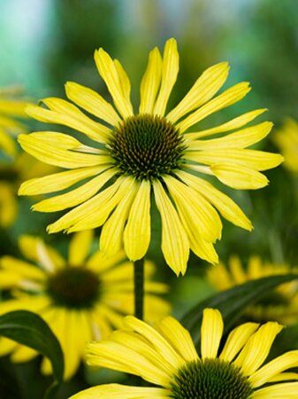 Echinacea purpurea 'Sunrise' P9 - afbeelding 4