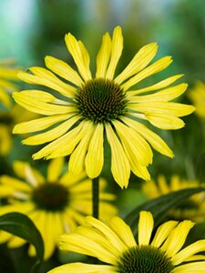 Echinacea purpurea 'Sunrise' P9 - afbeelding 4