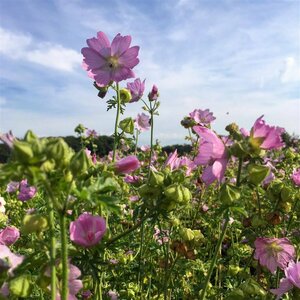 Malva moschata 'Rosea' P9 - afbeelding 3
