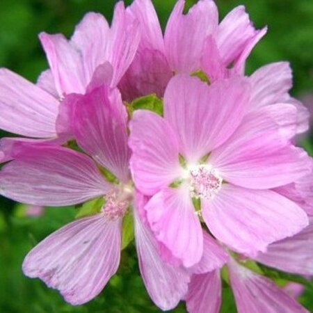 Malva moschata 'Rosea' P9 - afbeelding 2