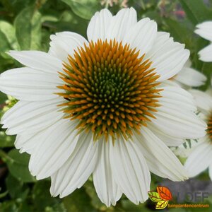 Echinacea purpurea 'Powwow White' P9