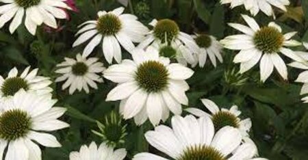 Echinacea purpurea 'Powwow White' P9 - afbeelding 2